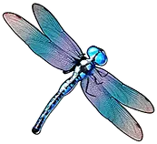 Dragonfly symbol